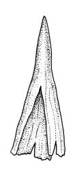 Macromitrium ligulare, calyptra.
 Image: R.C. Wagstaff © All rights reserved. Redrawn with permission from Vitt (1983). 